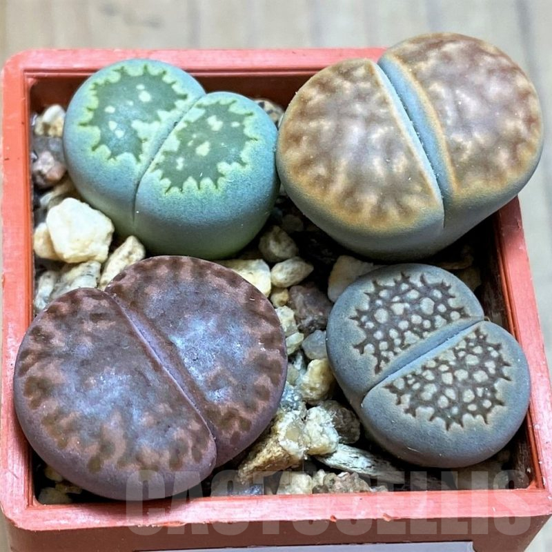 SH13082 Lithops mix