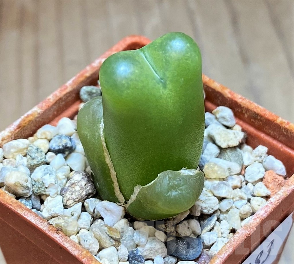 SHPR13083 Conophytum maughanii -Kangas-