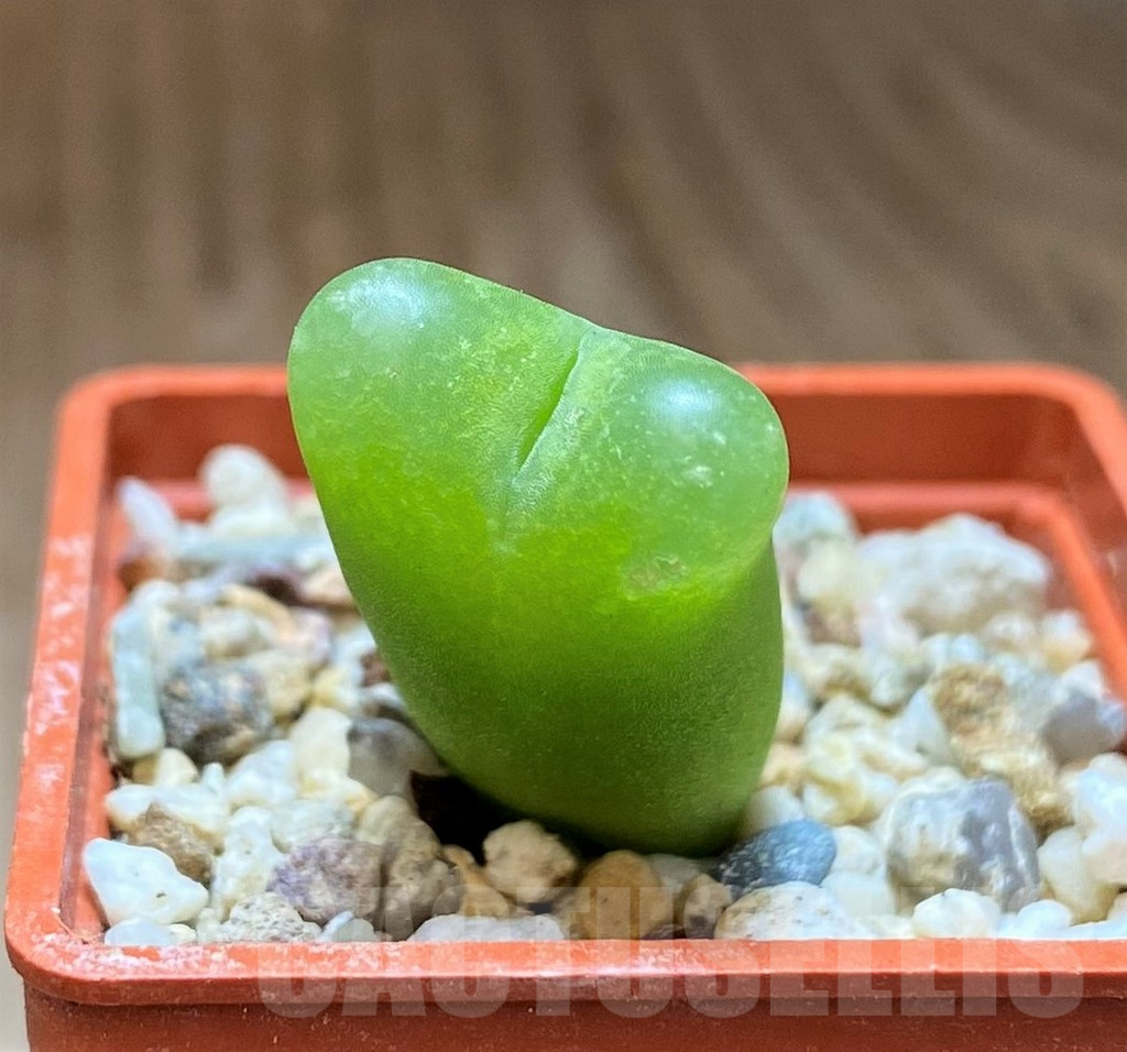 SHPR13084 Conophytum maughanii -Kangas-