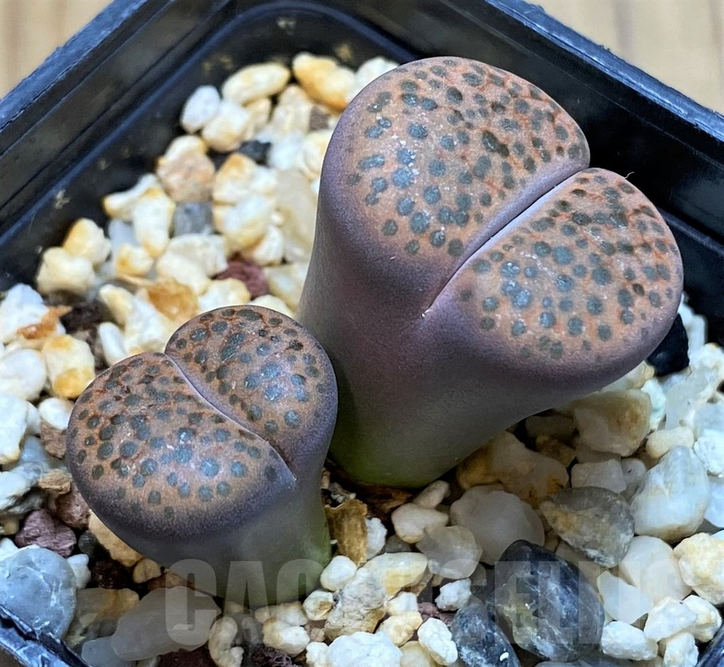 SH13086 Lithops fulviceps