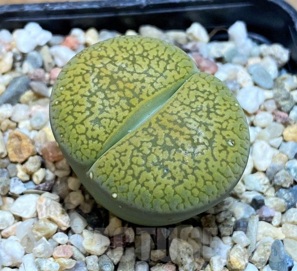 SH13090 Lithops aucampiae 'Betty's Beryl' x aucampiae ‘Jackson’s Jade’