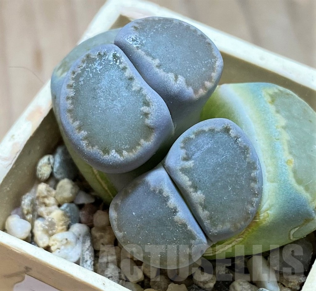 SH13055 Lithops salicola