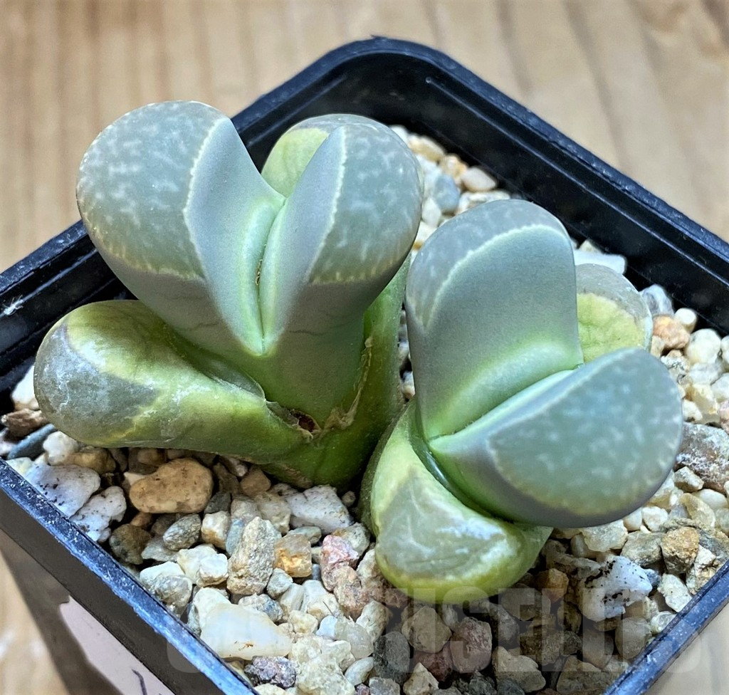 SH13091 Lithops naureeniae