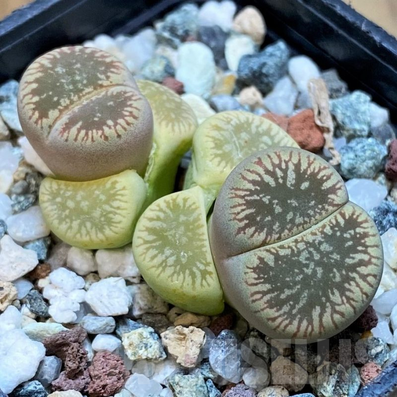 SH13092 Lithops aucampiae v. euniceae