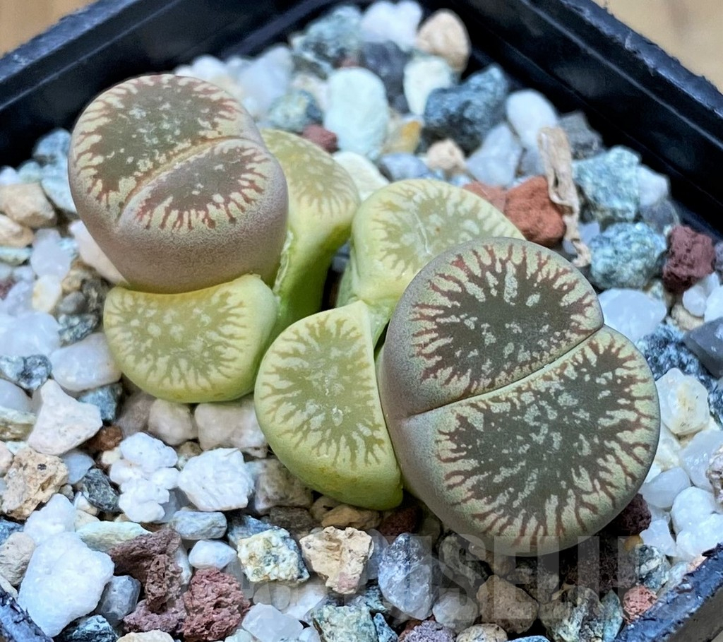 SH13092 Lithops aucampiae v. euniceae