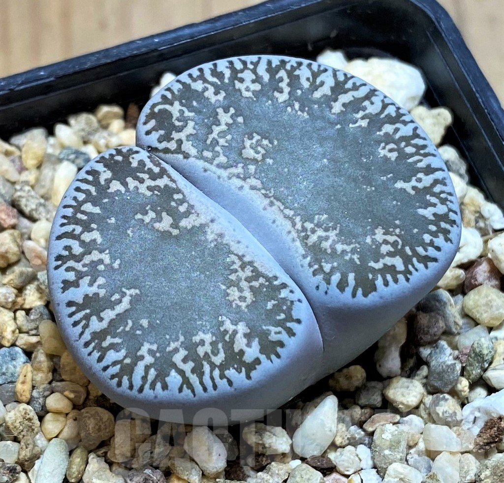 SH13093 Lithops lesliei v. venteri C153