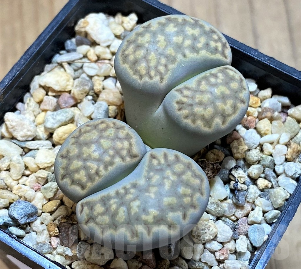 SH13094 Lithops julii v. fulleri