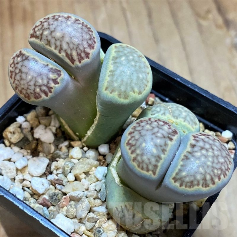 SH13095 Lithops julii v. fulleri 'Fuller Green'