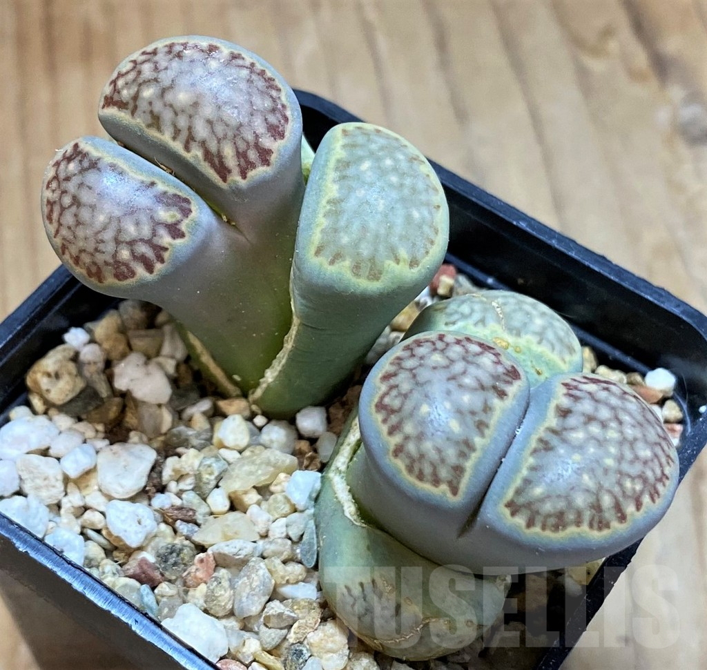 SH13095 Lithops julii v. fulleri 'Fuller Green'