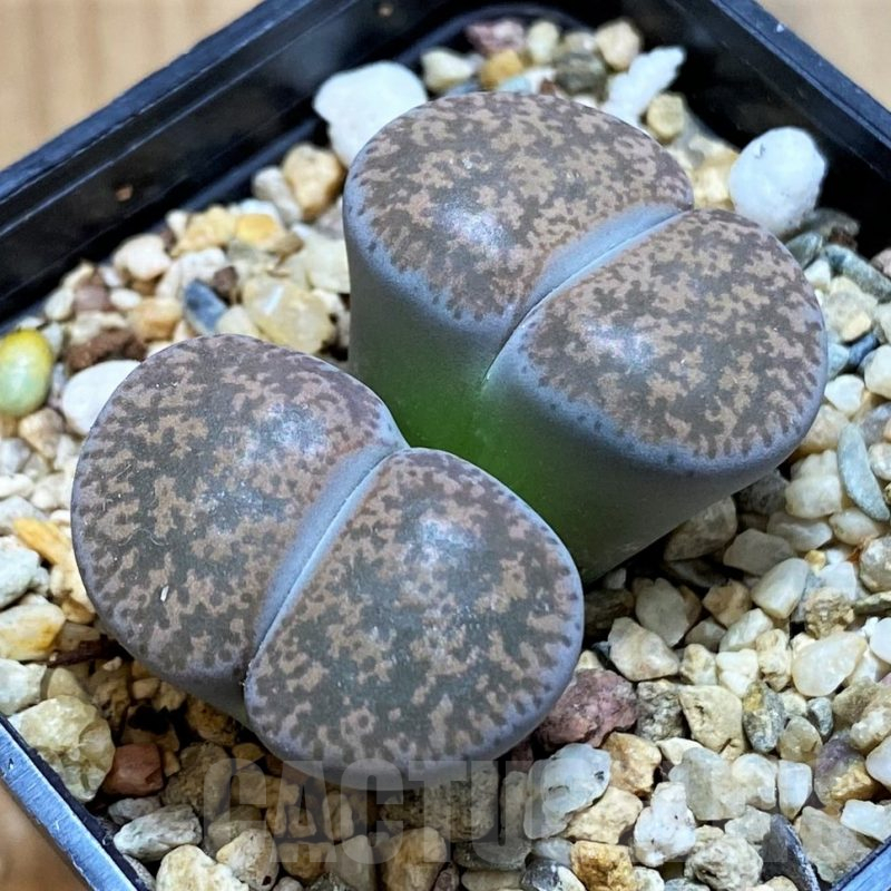 SH13097 Lithops lesliei f. grey C009, SH1740