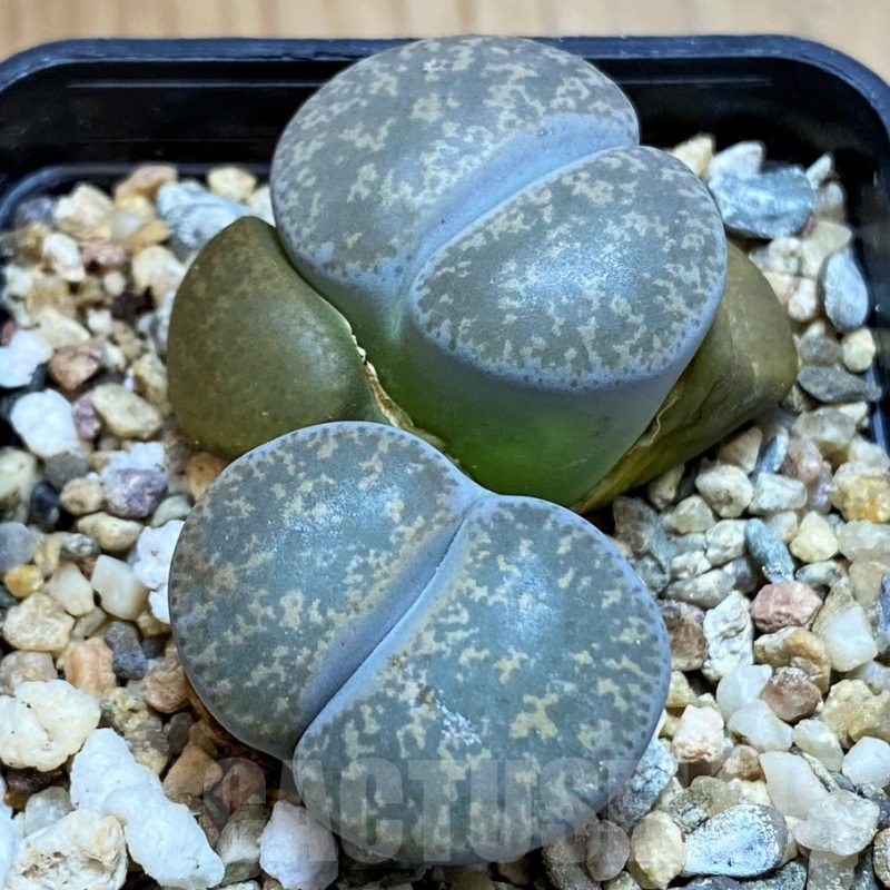 SH13098 Lithops lesliei f. grey C009, SH1740
