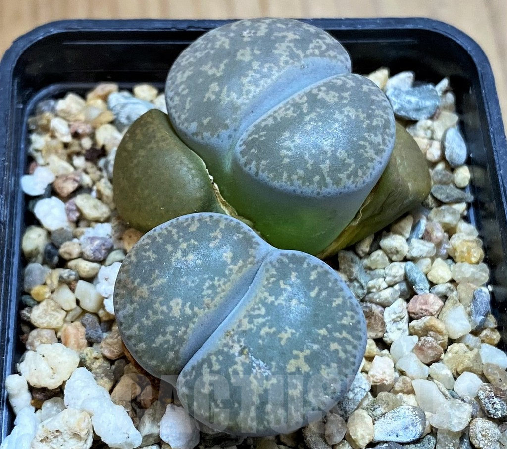 SH13098 Lithops lesliei f. grey C009, SH1740