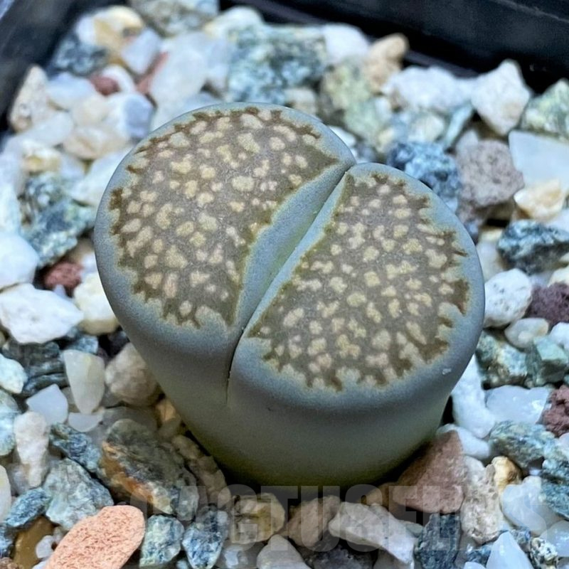 SH13099 Lithops halii