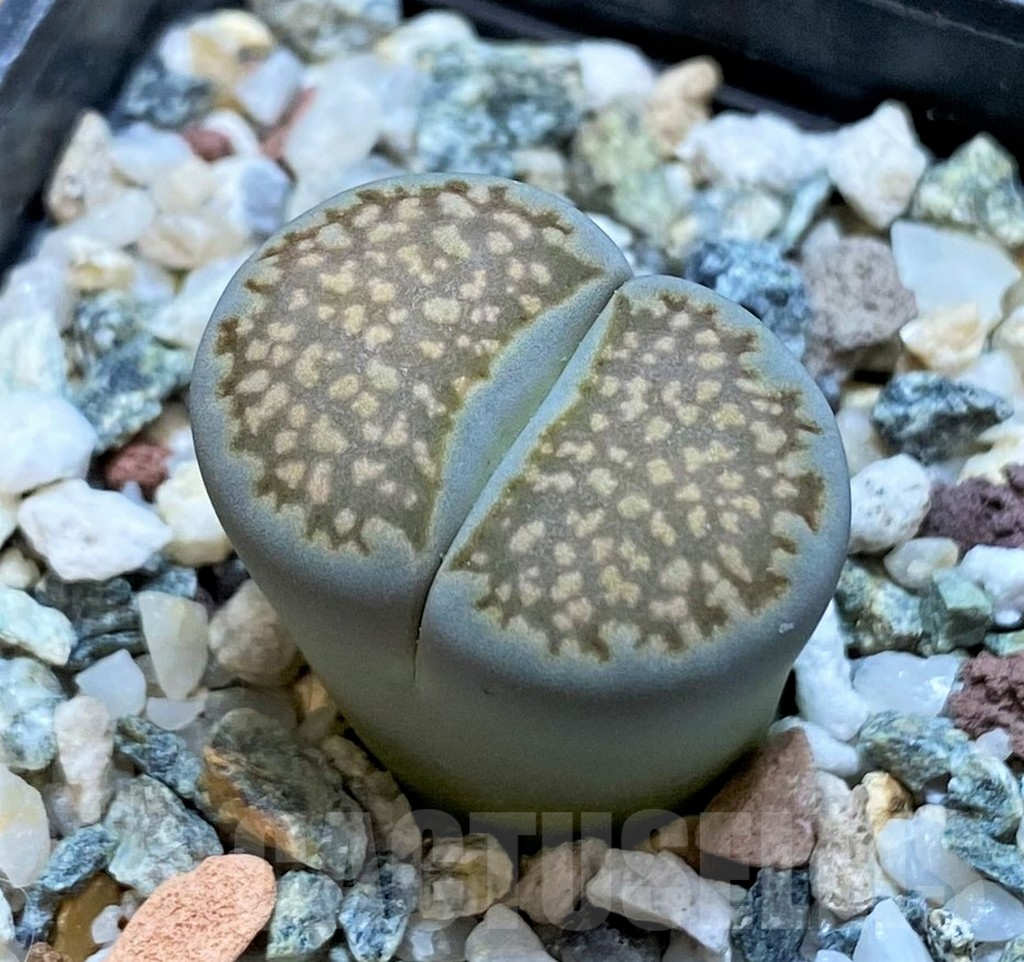 SH13099 Lithops halii