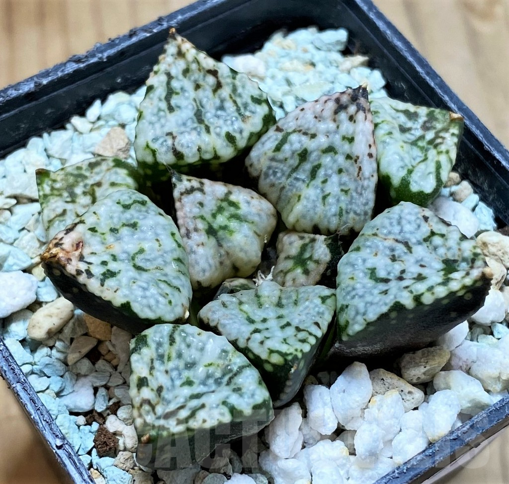 SH13157 Haworthia picta ‘Pandora’ - Image 2