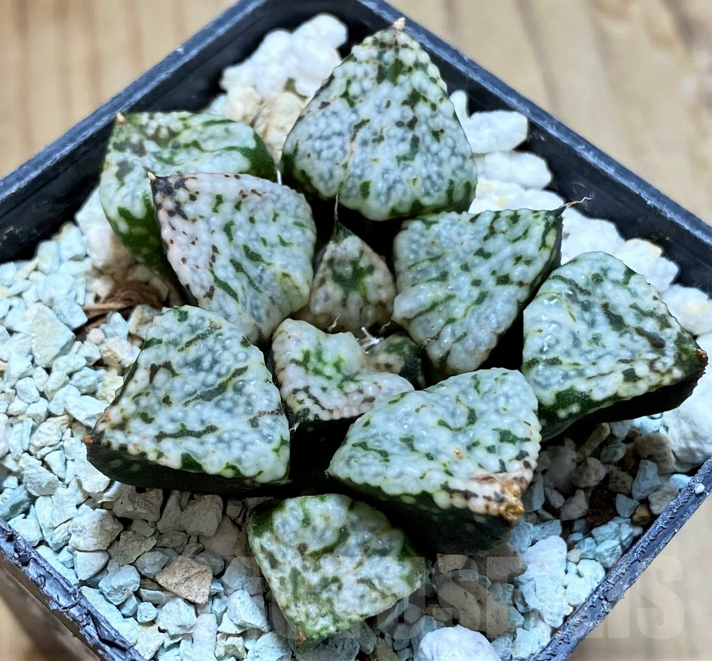 SH13157 Haworthia picta ‘Pandora’