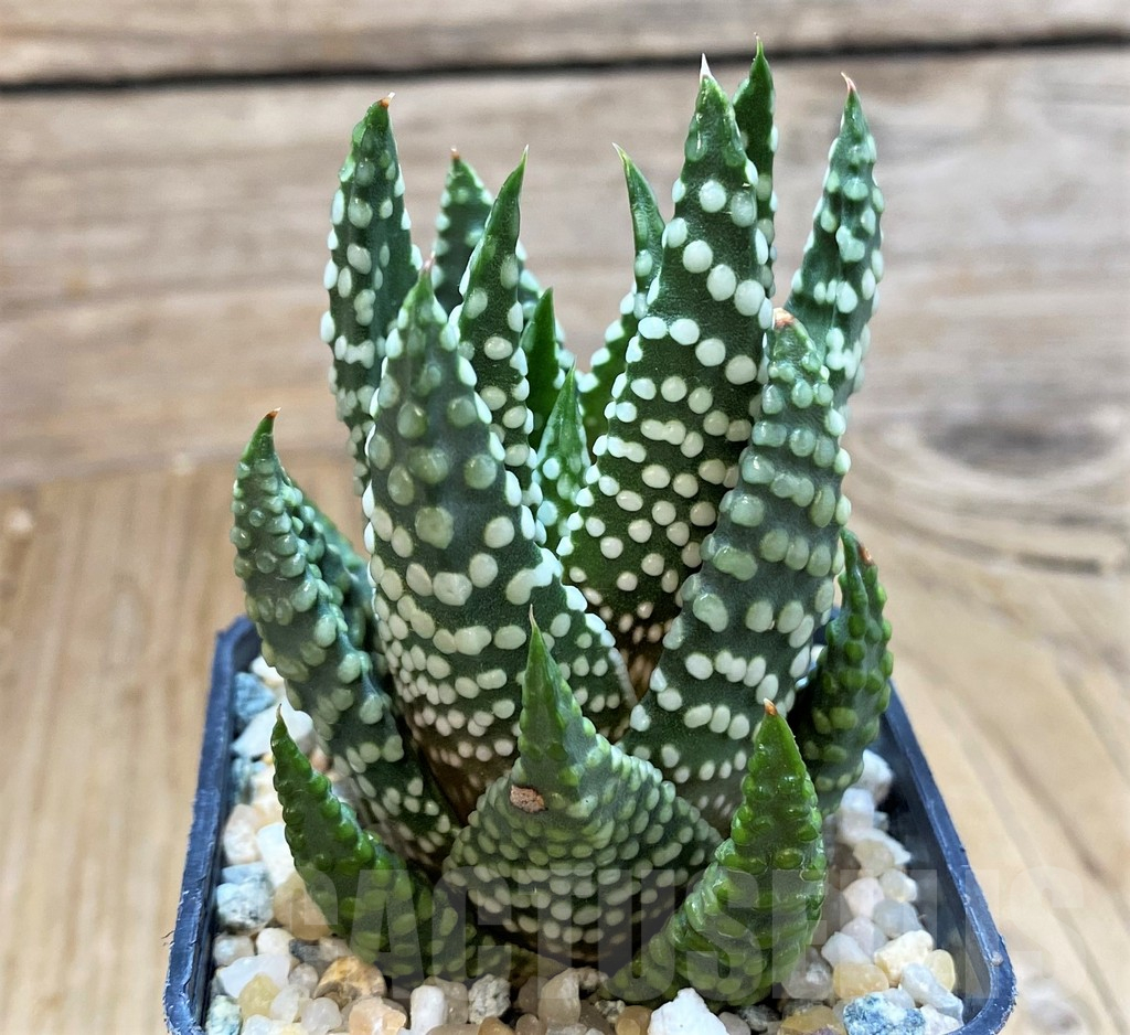 SH13158 Haworthia ‘Opalina’ hybrid - Image 2