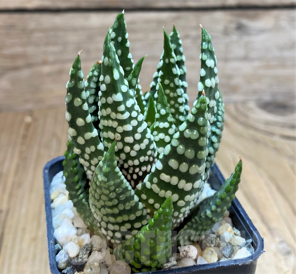 SH13158 Haworthia ‘Opalina’ hybrid