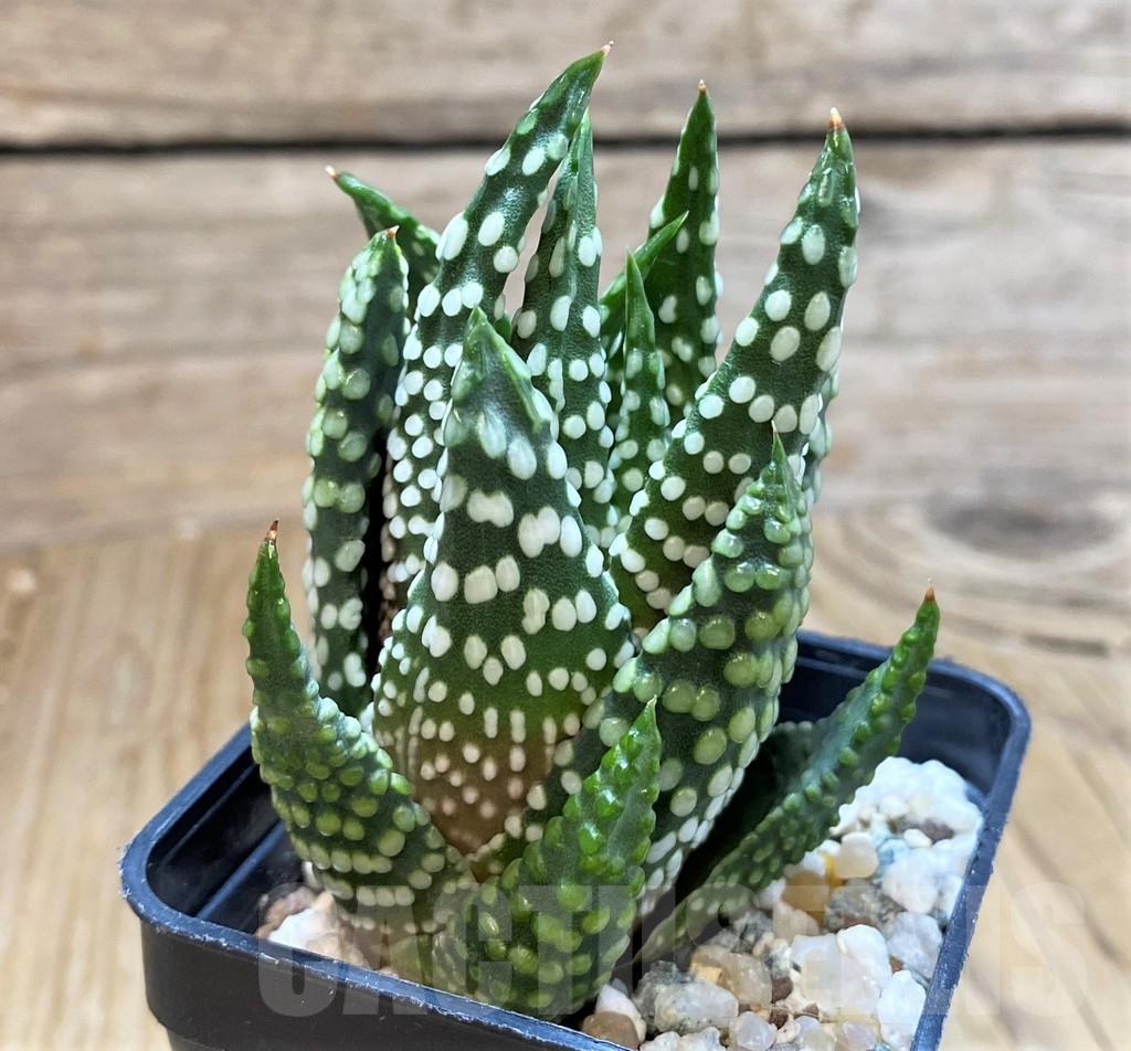 SH13159 Haworthia ‘Opalina’ hybrid - Image 2