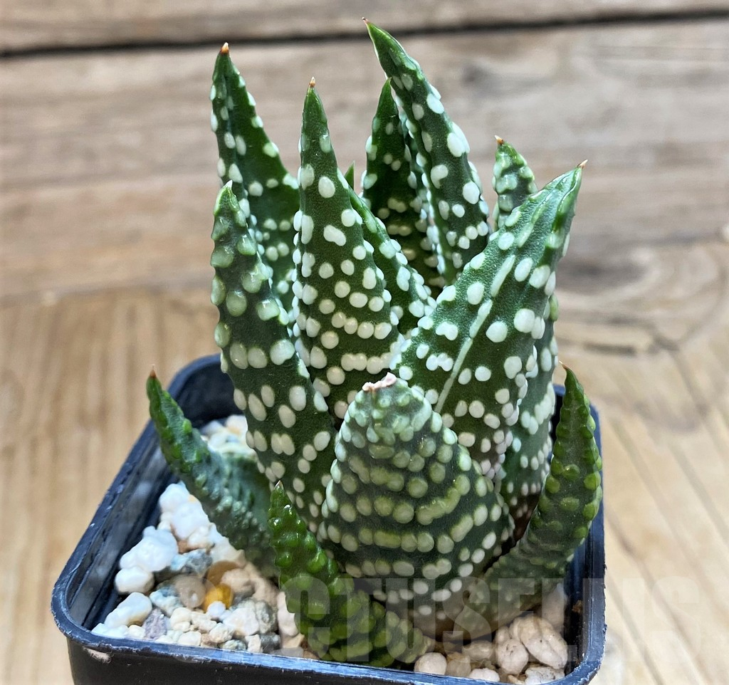 SH13159 Haworthia ‘Opalina’ hybrid