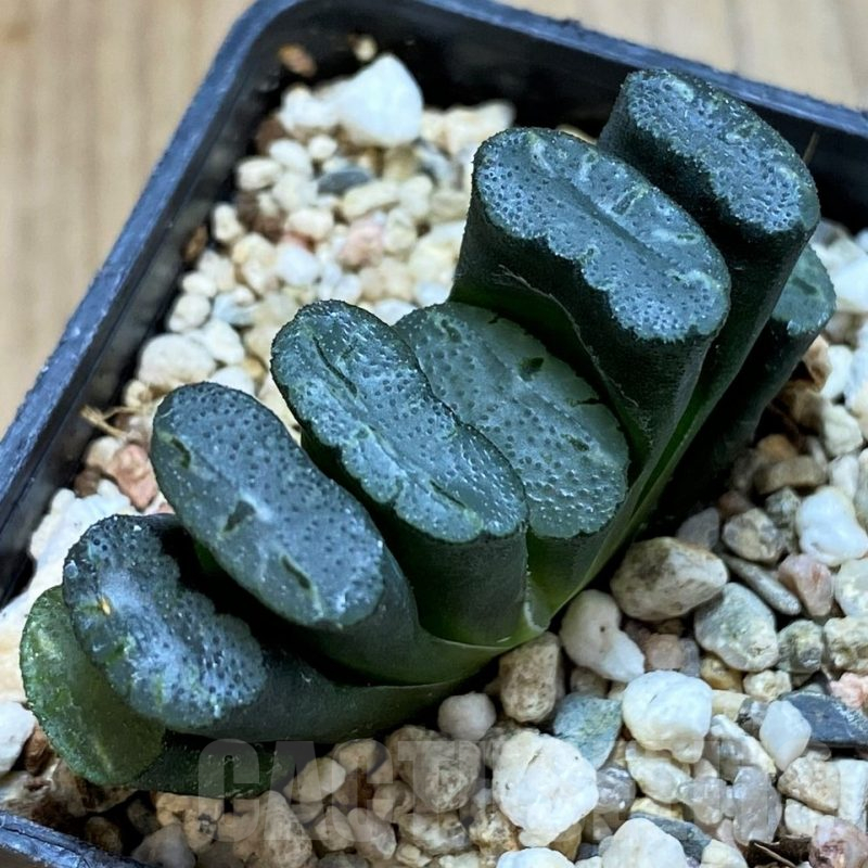 SH13161 Haworthia truncata -Japan-, seedling