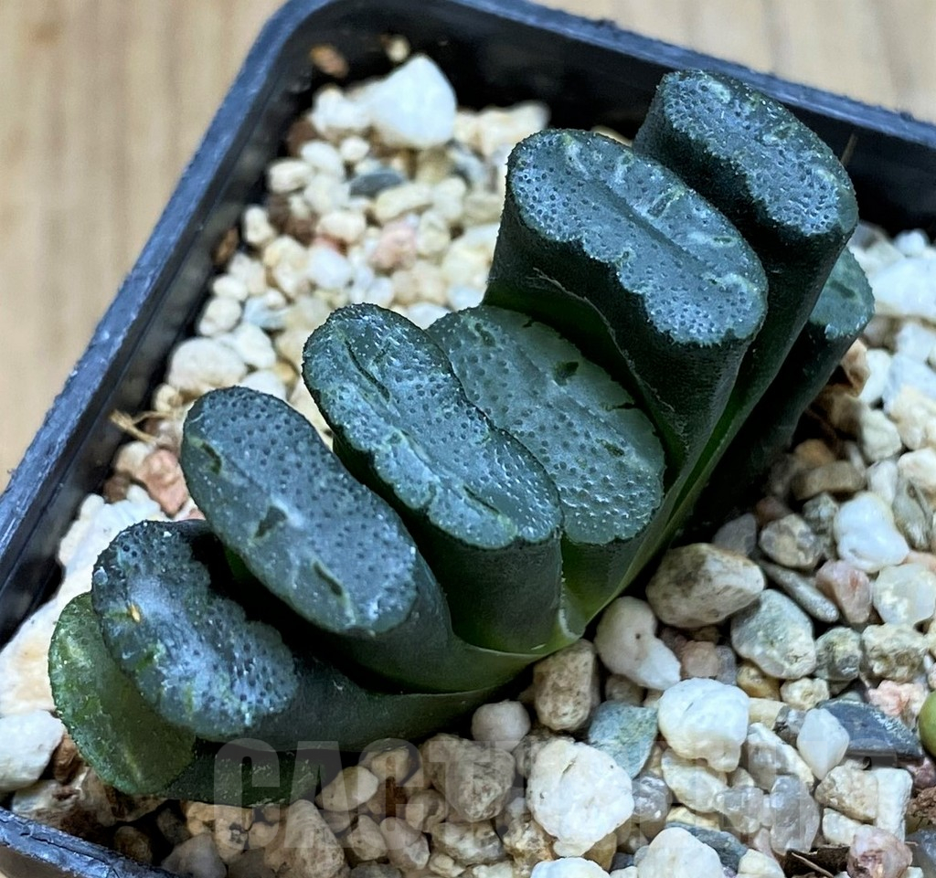 SH13161 Haworthia truncata -Japan-, seedling