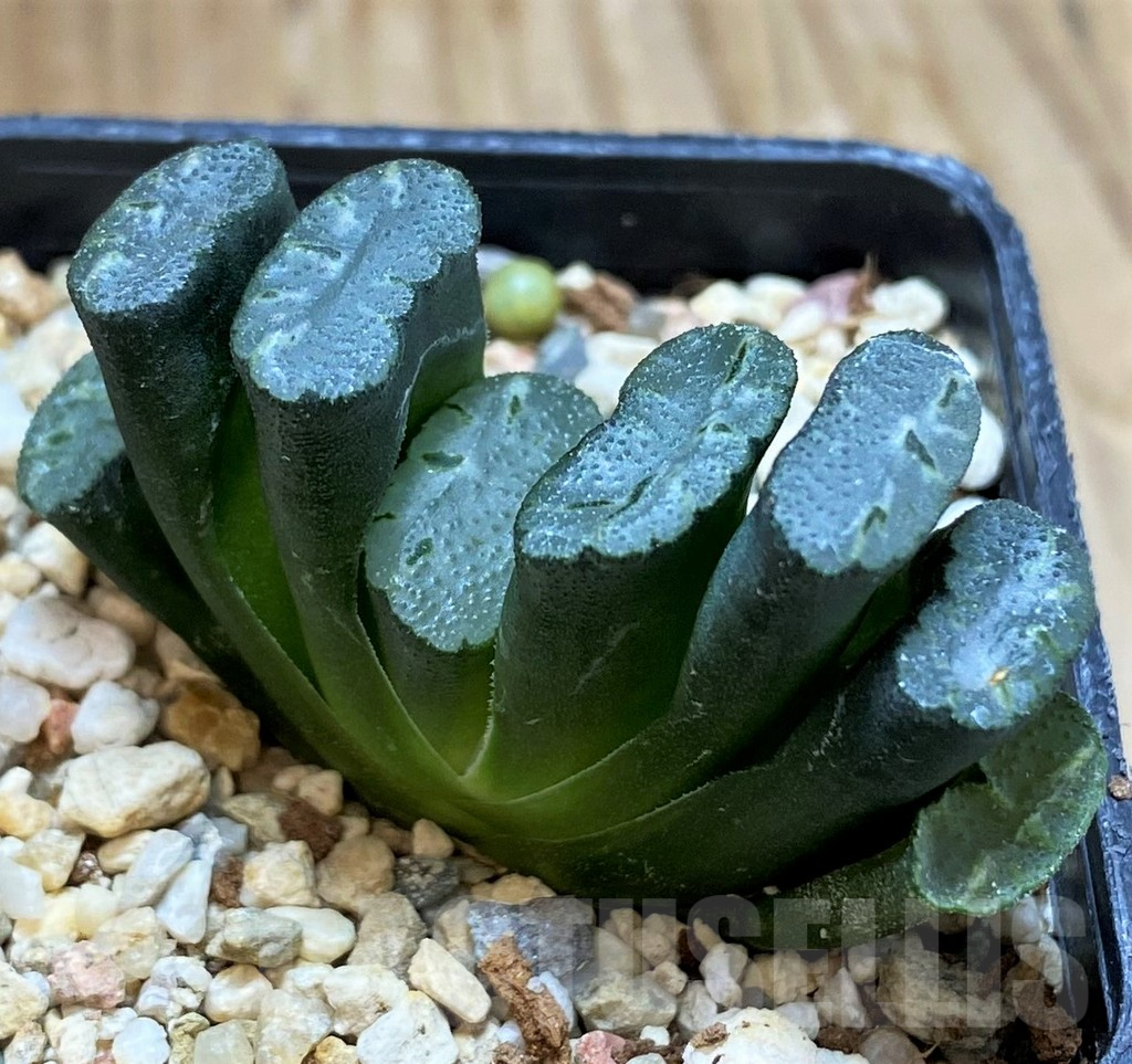 SH13161 Haworthia truncata -Japan-, seedling - Image 2