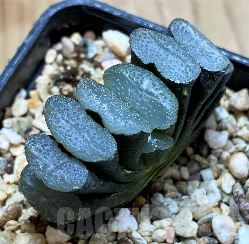 SH13162 Haworthia truncata -Japan-, seedling - Image 2