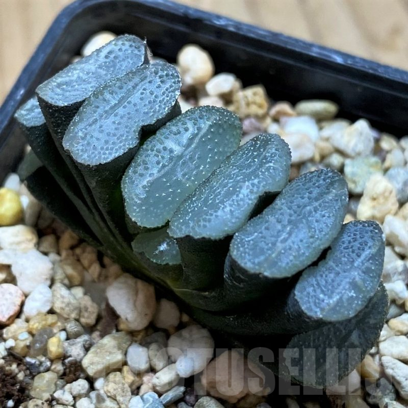 SH13162 Haworthia truncata -Japan-, seedling