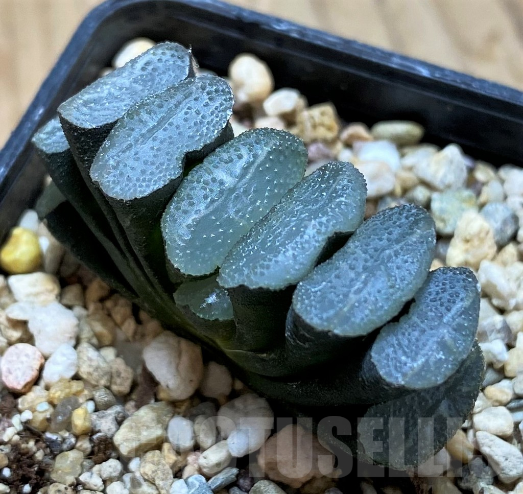 SH13162 Haworthia truncata -Japan-, seedling