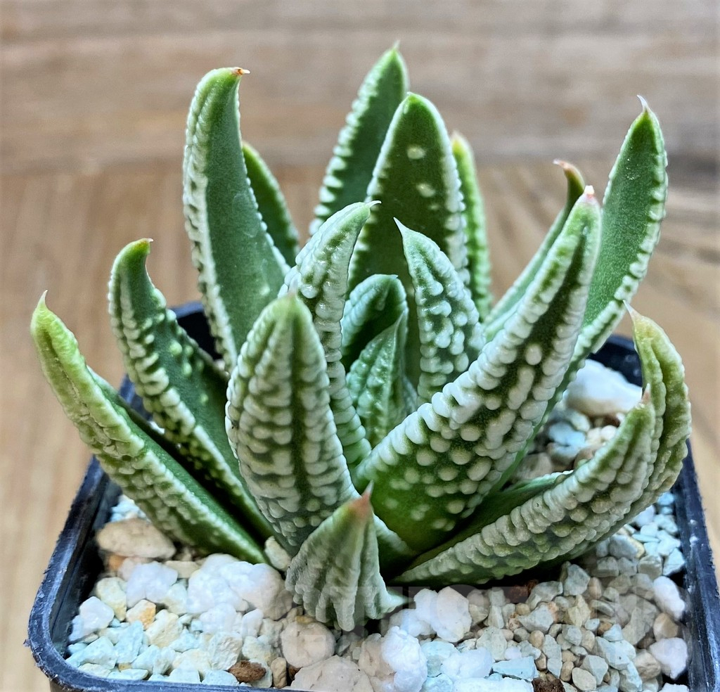SH13163 Haworthia pumila 'Emperor' - immagine 2
