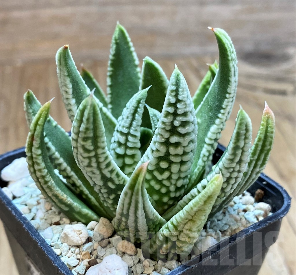 SH13163 Haworthia pumila 'Emperor'