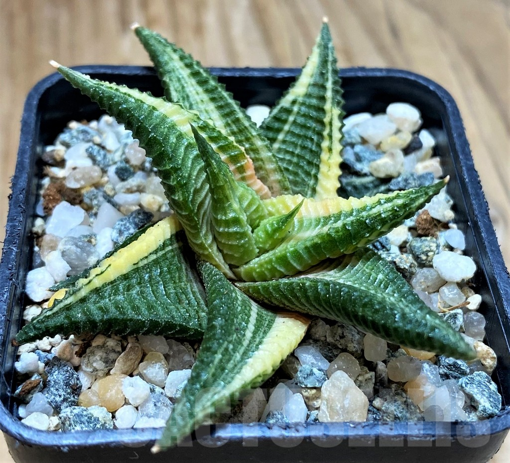 SH13164 Haworthia limifolia f. variegata