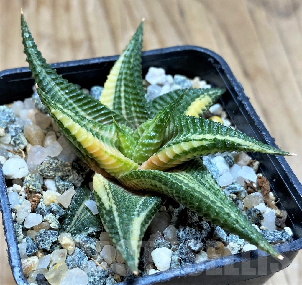 SH13164 Haworthia limifolia f. variegata – Bild 2