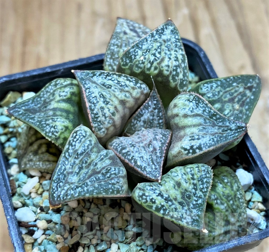 SH13165 Haworthia splendens 'Hana Aoi' - Image 2