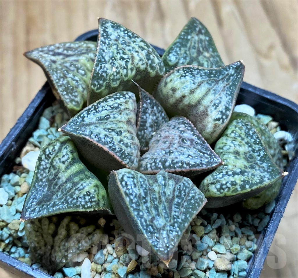 SH13165 Haworthia splendens 'Hana Aoi'