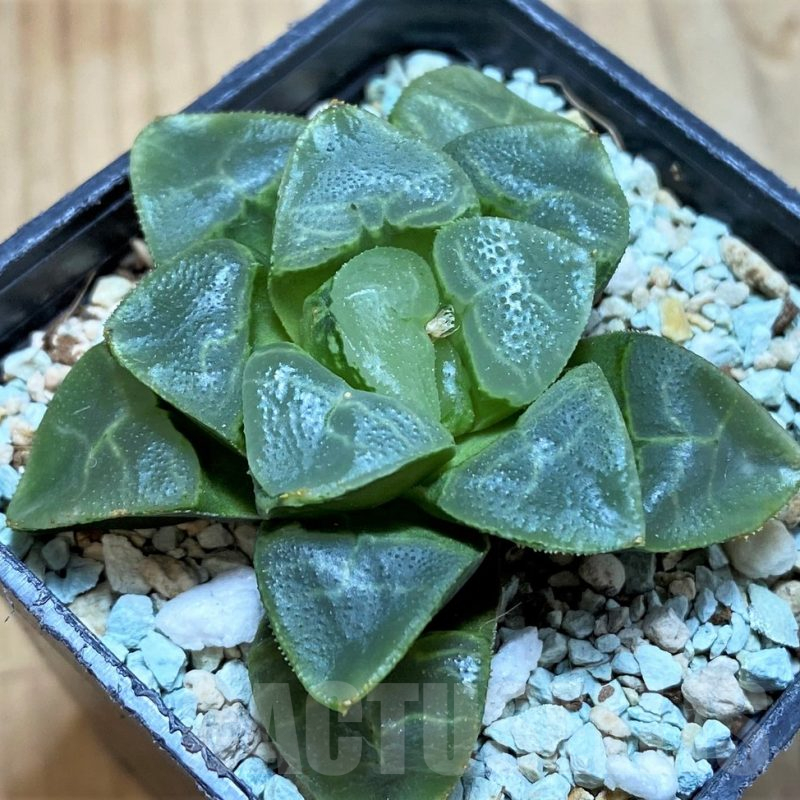 SH13166 Haworthia bayeri ‘Auspicious clouds’