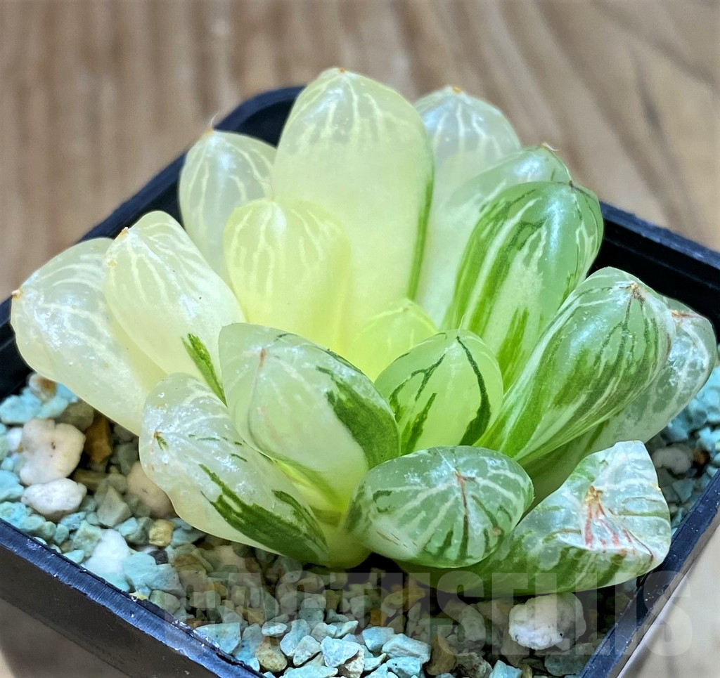 SH13170 Haworthia obtusa f. variegata
