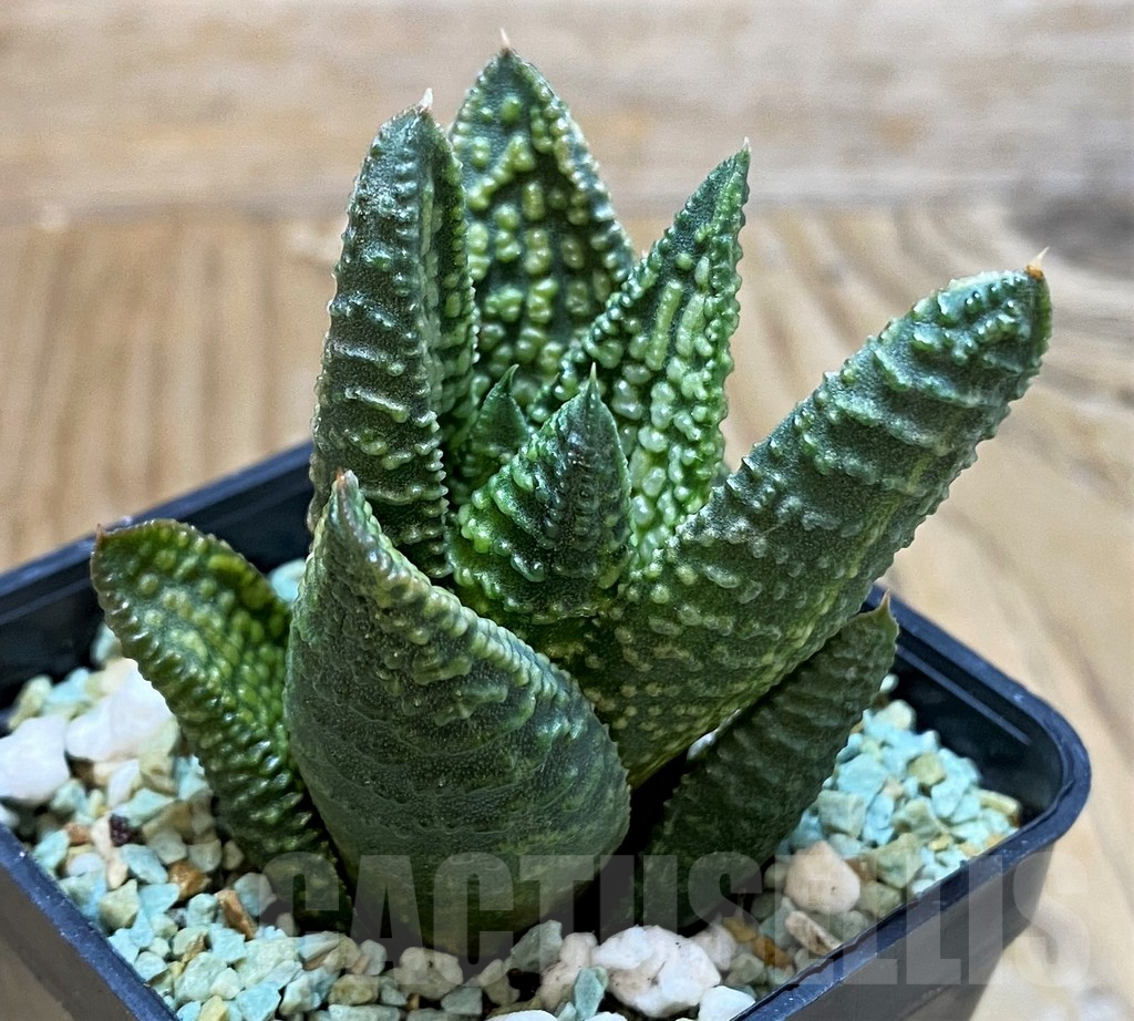 SH13171 Haworthia ‘Marble Queen’ f. variegata - Image 2