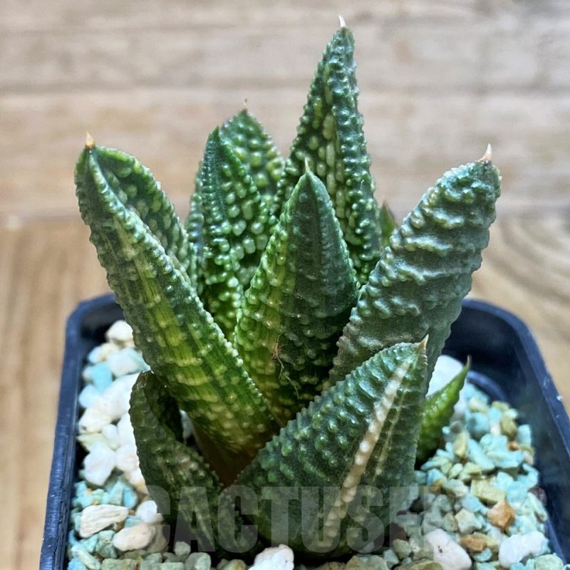 SH13171 Haworthia ‘Marble Queen’ f. variegata