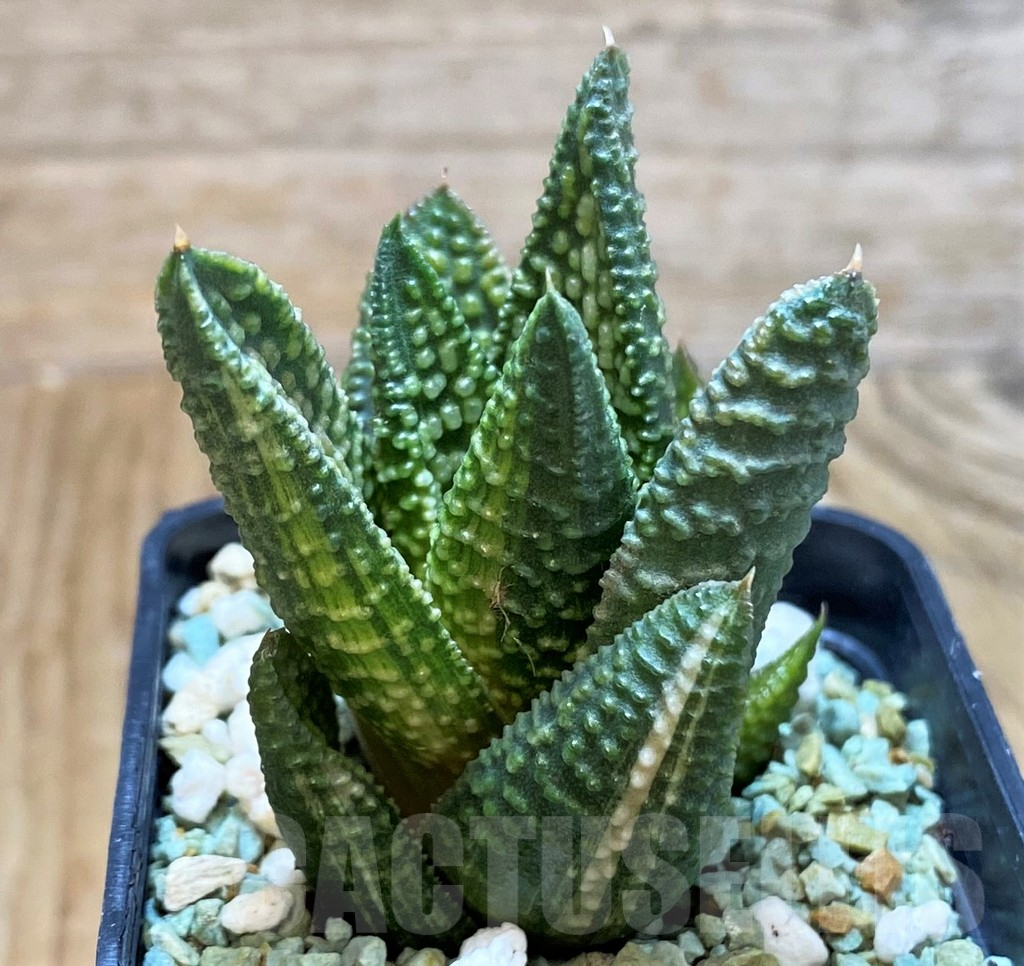 SH13171 Haworthia ‘Marble Queen’ f. variegata