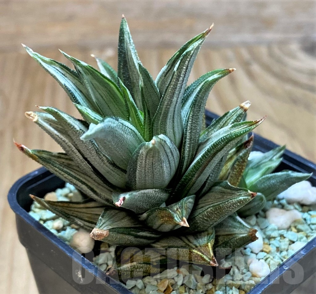 SH13172 Haworthia tortuosa f. variegata