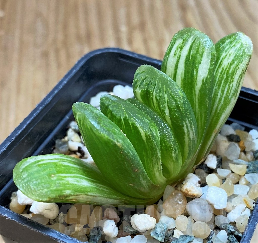 SH13173 Haworthia truncata 'Lime Green' f. variegata – Bild 2