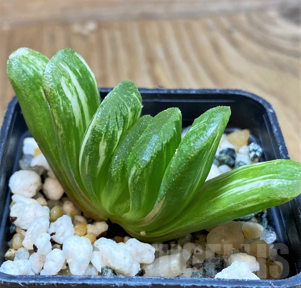 SH13173 Haworthia truncata 'Lime Green' f. variegata