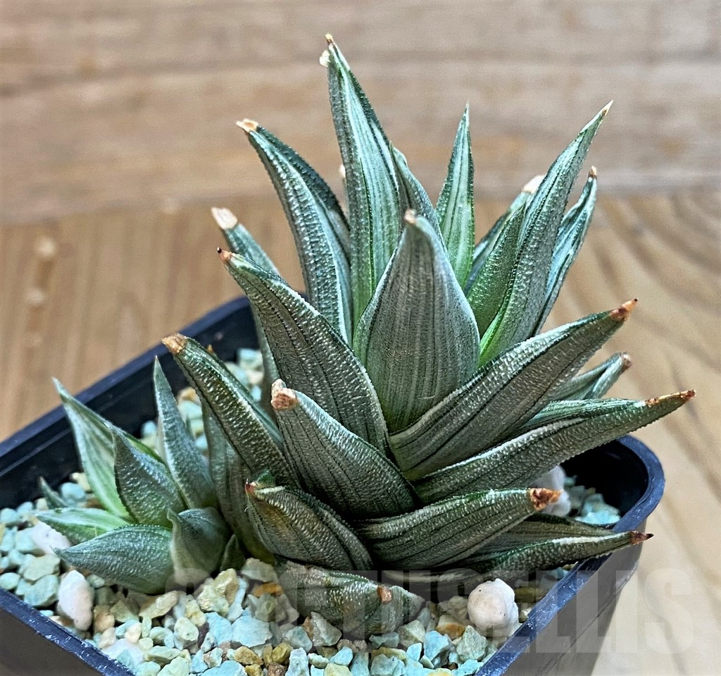 SH13178 Haworthia tortuosa f. variegata - Image 2