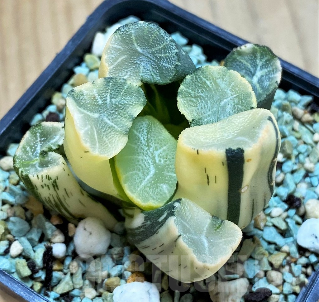 SH13181 Haworthia maughanii f. variegata - Image 4