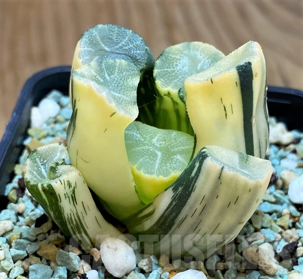 SH13181 Haworthia maughanii f. variegata - Image 3