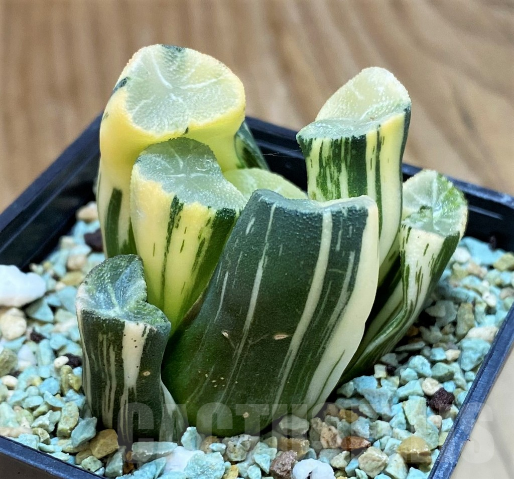 SH13181 Haworthia maughanii f. variegata - Image 2