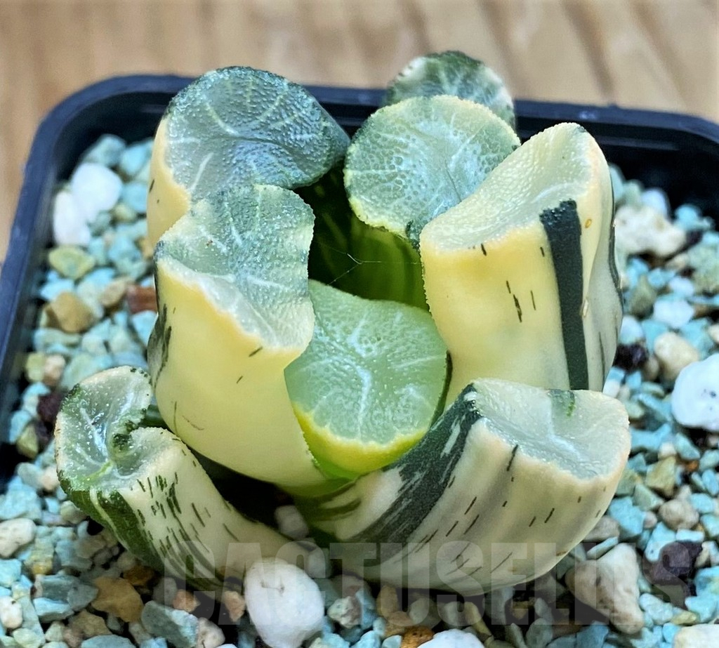 SH13181 Haworthia maughanii f. variegata