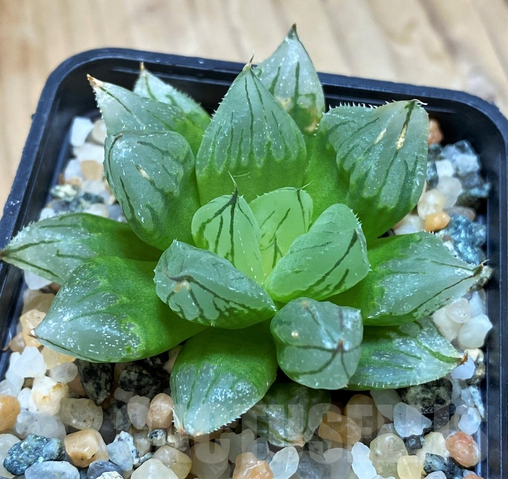 SH13182 Haworthia cooperi ‘West Asia Tsuen’ - Image 2